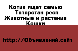 Котик ищет семью - Татарстан респ. Животные и растения » Кошки   